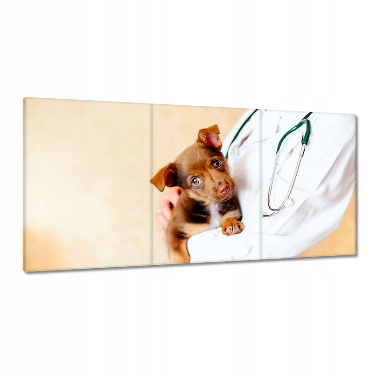 Obrazy 180x90 Veterinár vyšetrí psíka