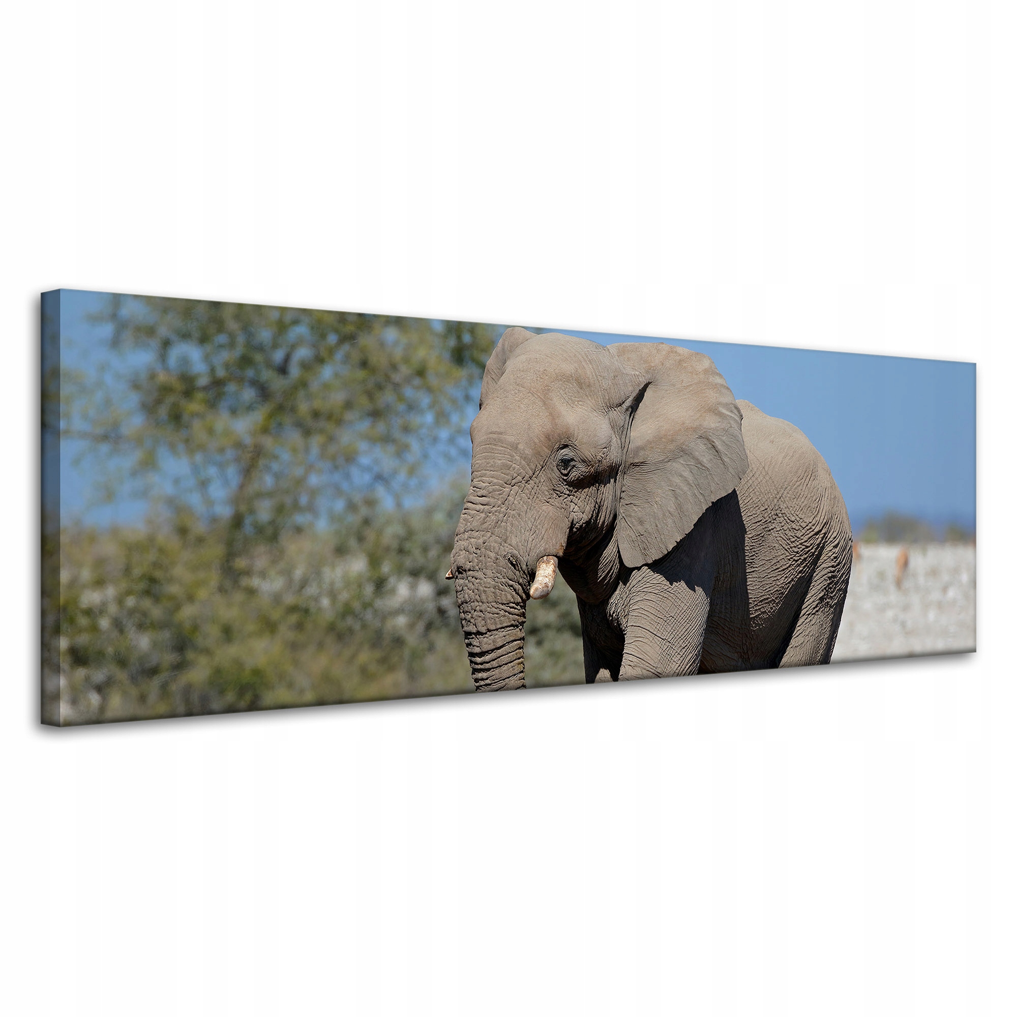 Obraz na plátně Velký šedý slon Příroda Skály Slunce 120x40 cm