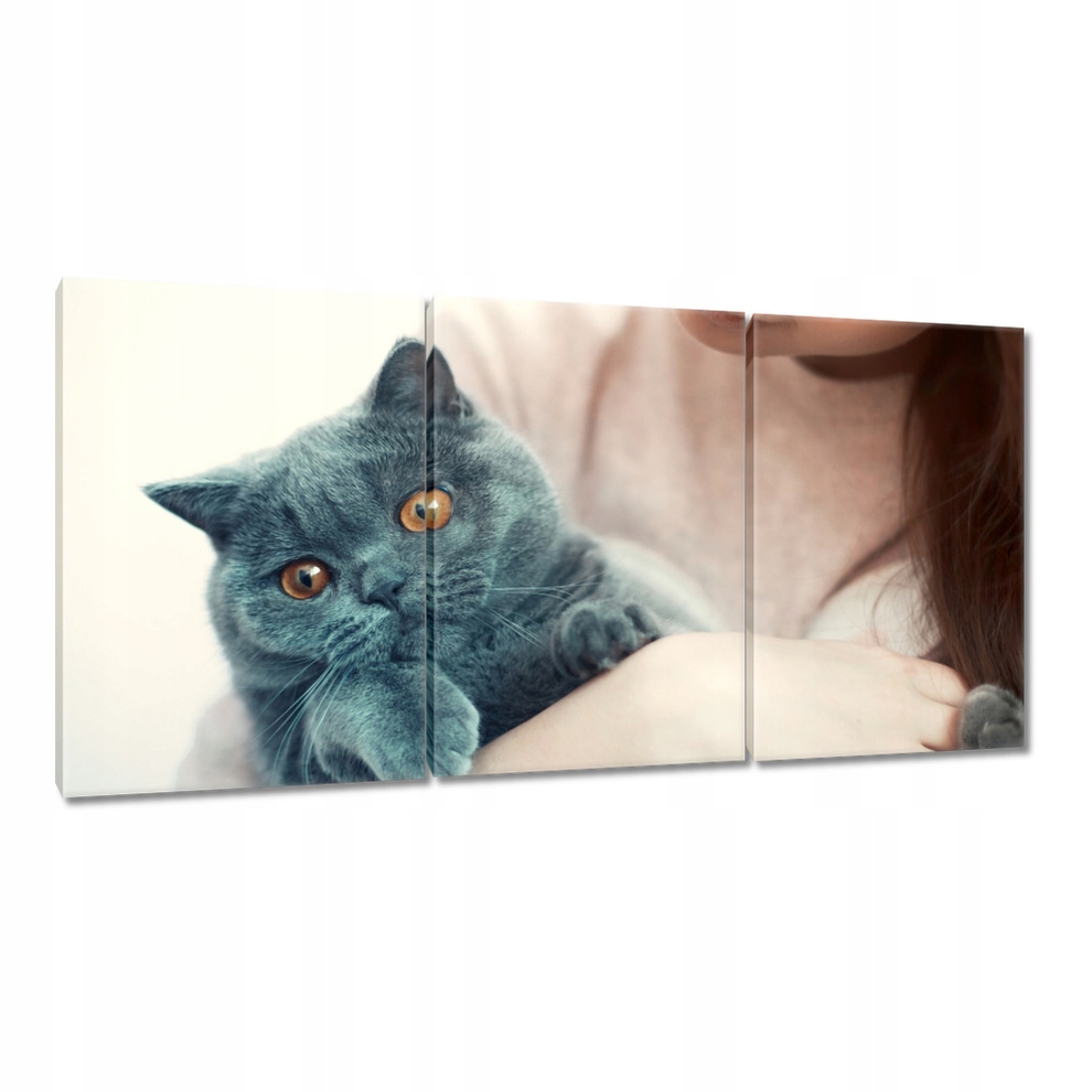 

Obrazy 120x60 Kot Kotek Koty Kicia