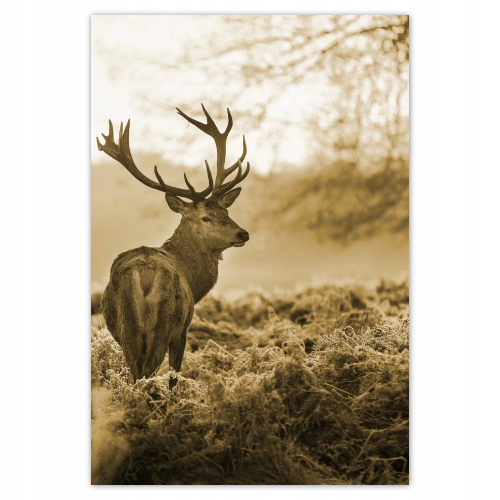 

Naklejki 135x200 Jeleń w lesie