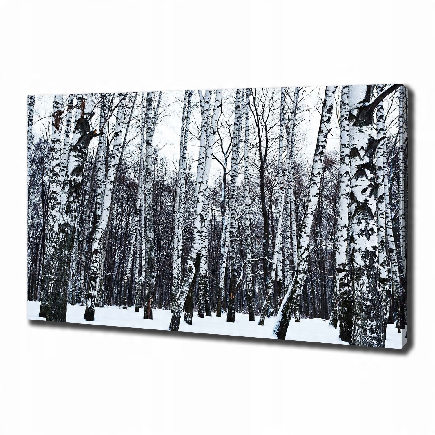 

Foto obraz canvas na ścianę Brzozy zimą 100x70 cm