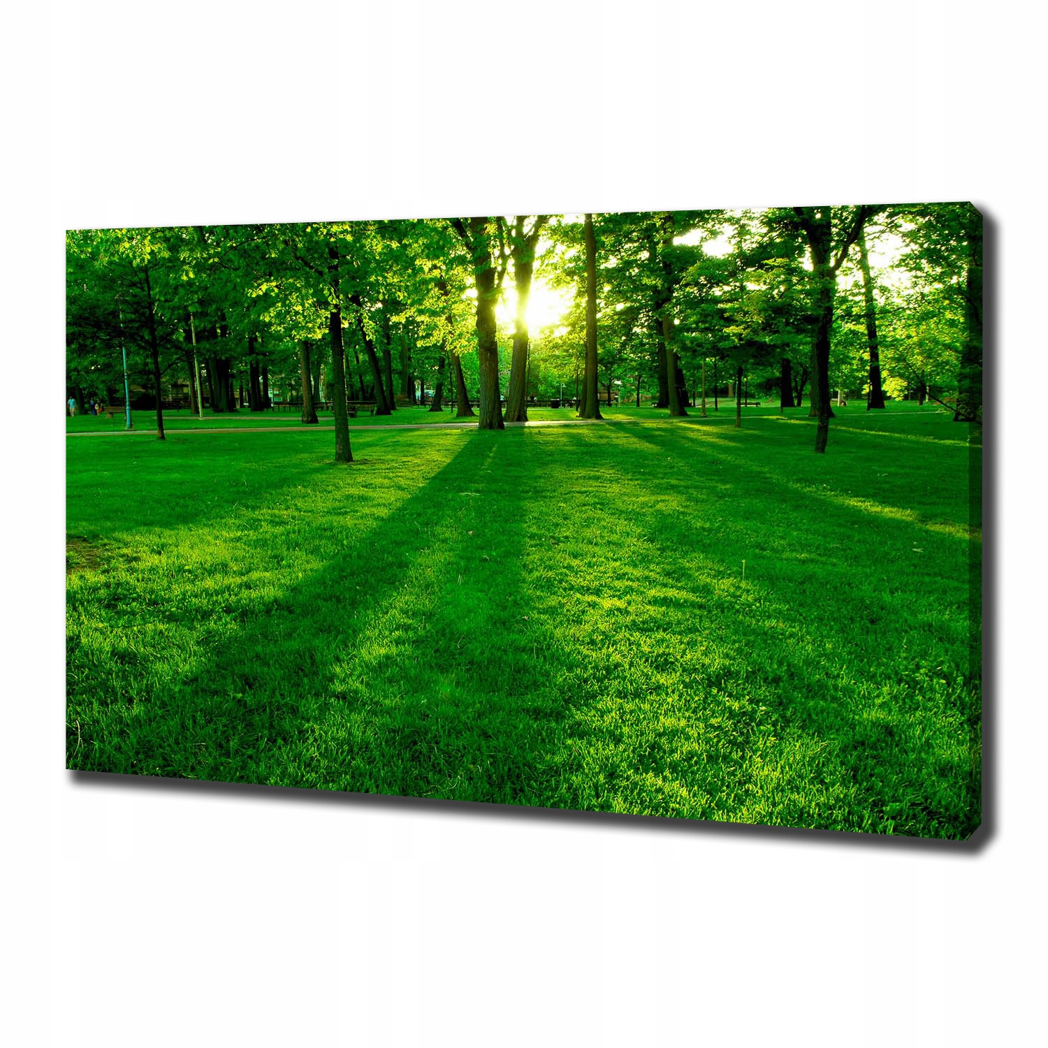 

Foto obraz na płótnie Trawa w parku 100x70 cm