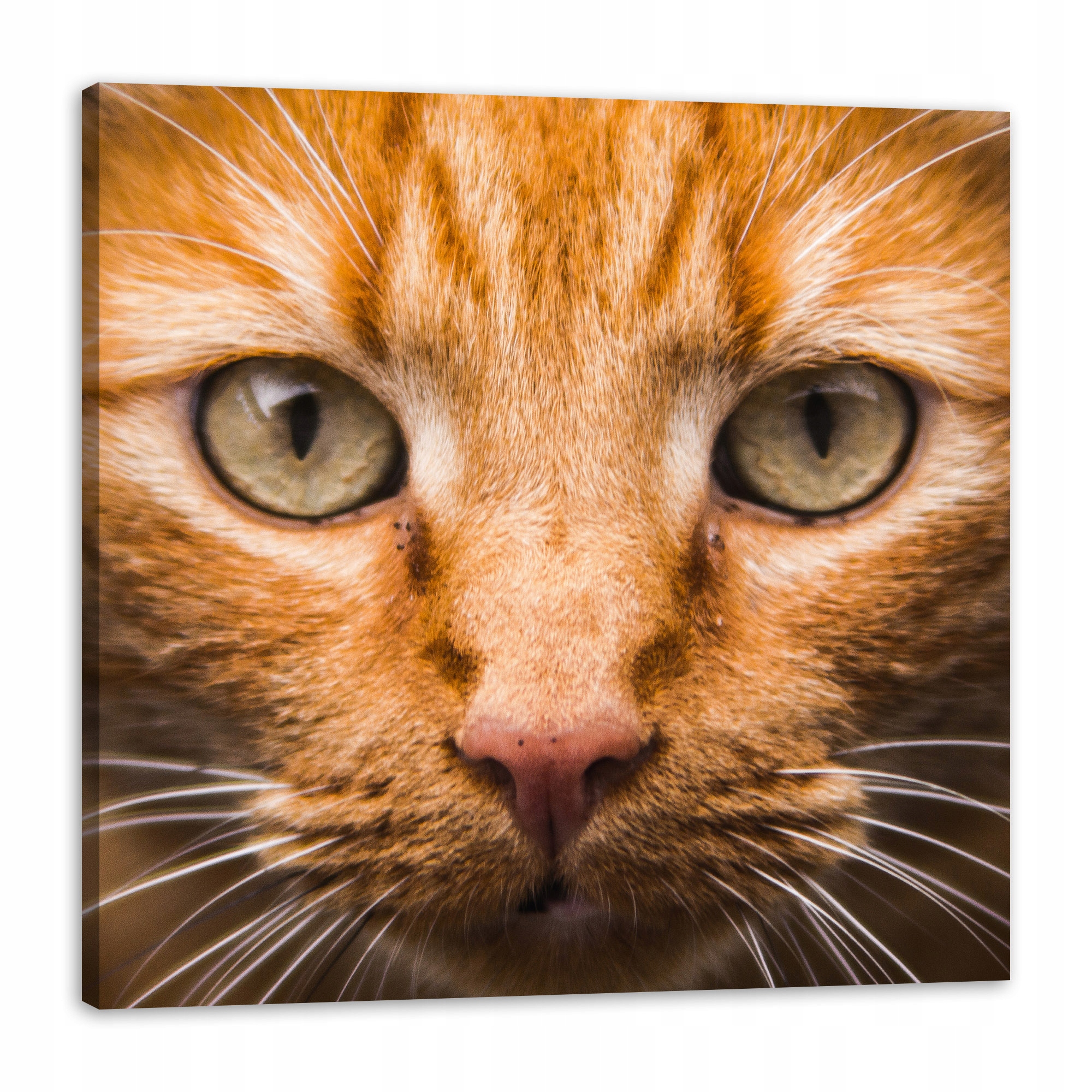 Obraz na plátně Tvář kočky zblízka 90x90
