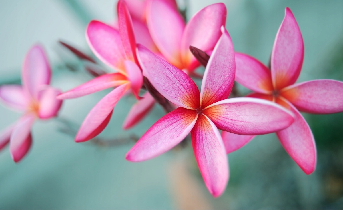 

Tapeta flizelinowa Plumeria Różowy - 416x254