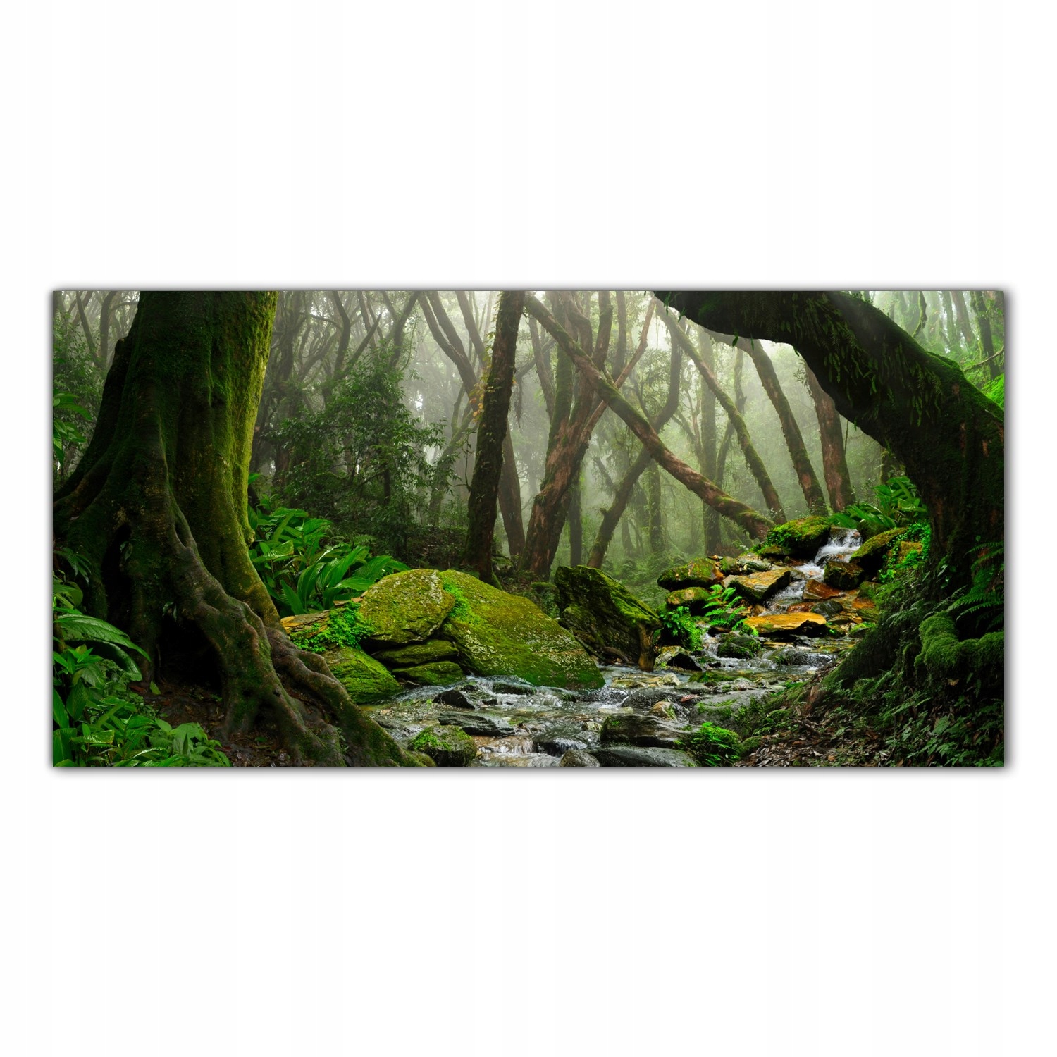 

Obraz na szkle Foto Las Deszczowy Tropiki 100x50