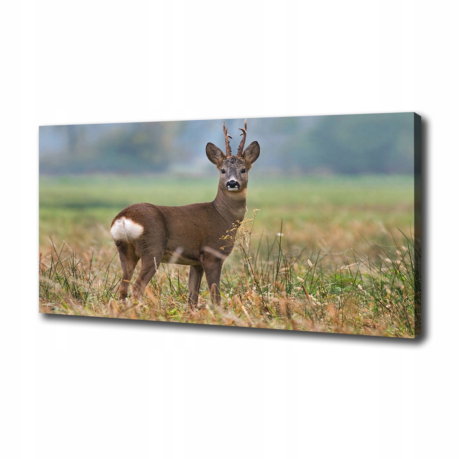 

Foto obraz ze zdjęcia do salonu Sarna 100x50 cm