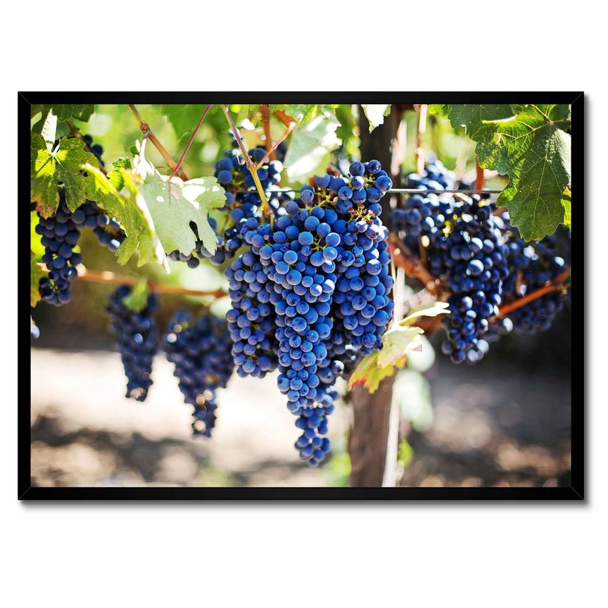 Plakáty v rámu 70x50 Víno Hroznové Víno Vinice