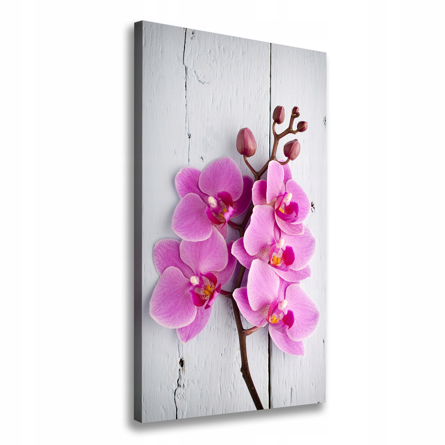 

Foto obraz na płótnie Różowa orchidea 60x120 cm