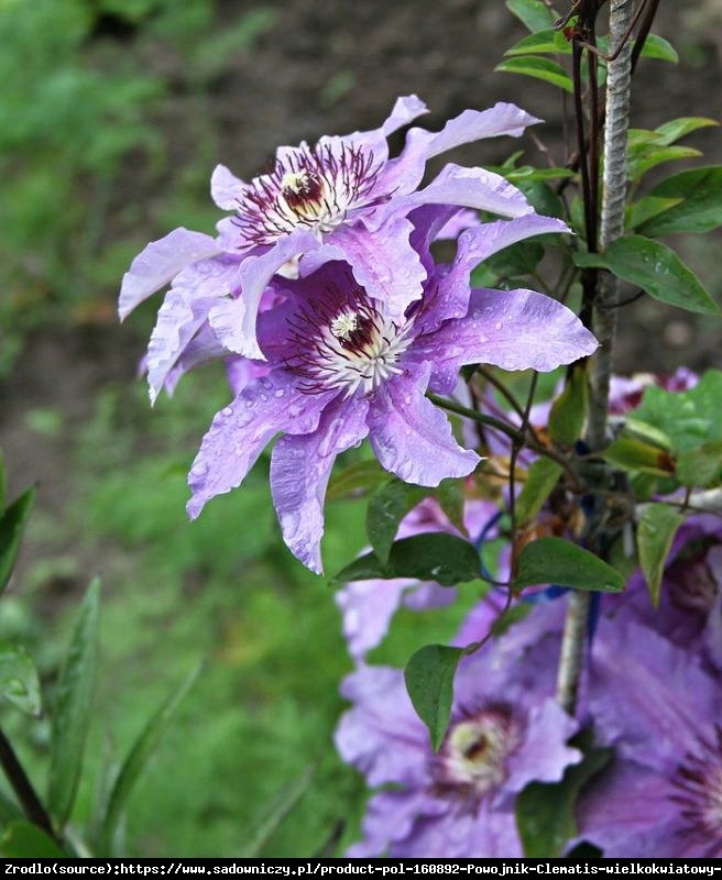 Powojnik Dzieci Warszawy