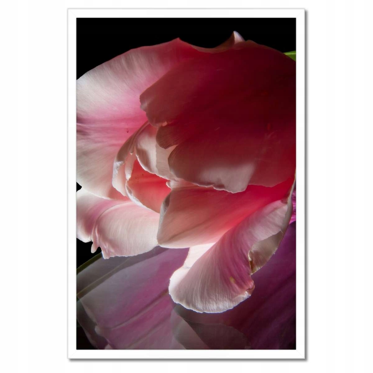 Plakáty v rámu 40x60 Růžový květ Tulipán