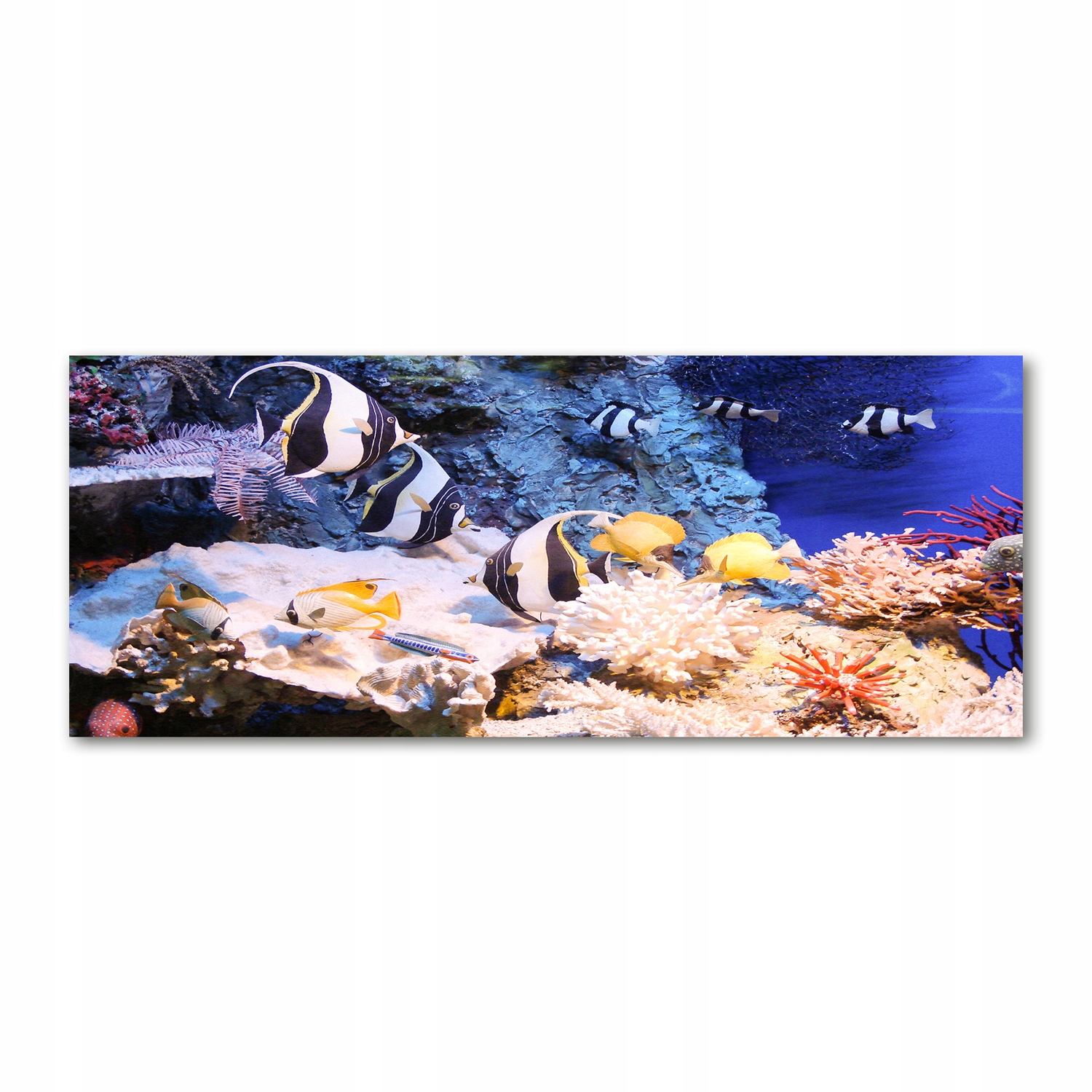 

Foto obraz akryl zdjęcie Rafa koralowa 125x50 cm