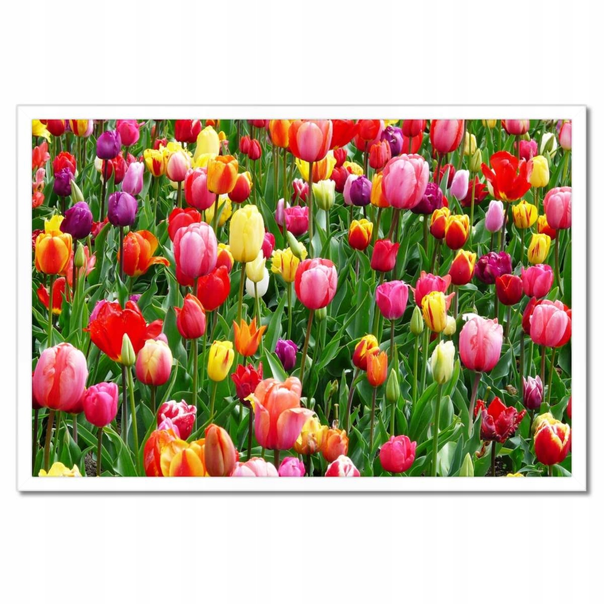 Plakáty v rámu 60x40 Barevné tulipány na louce