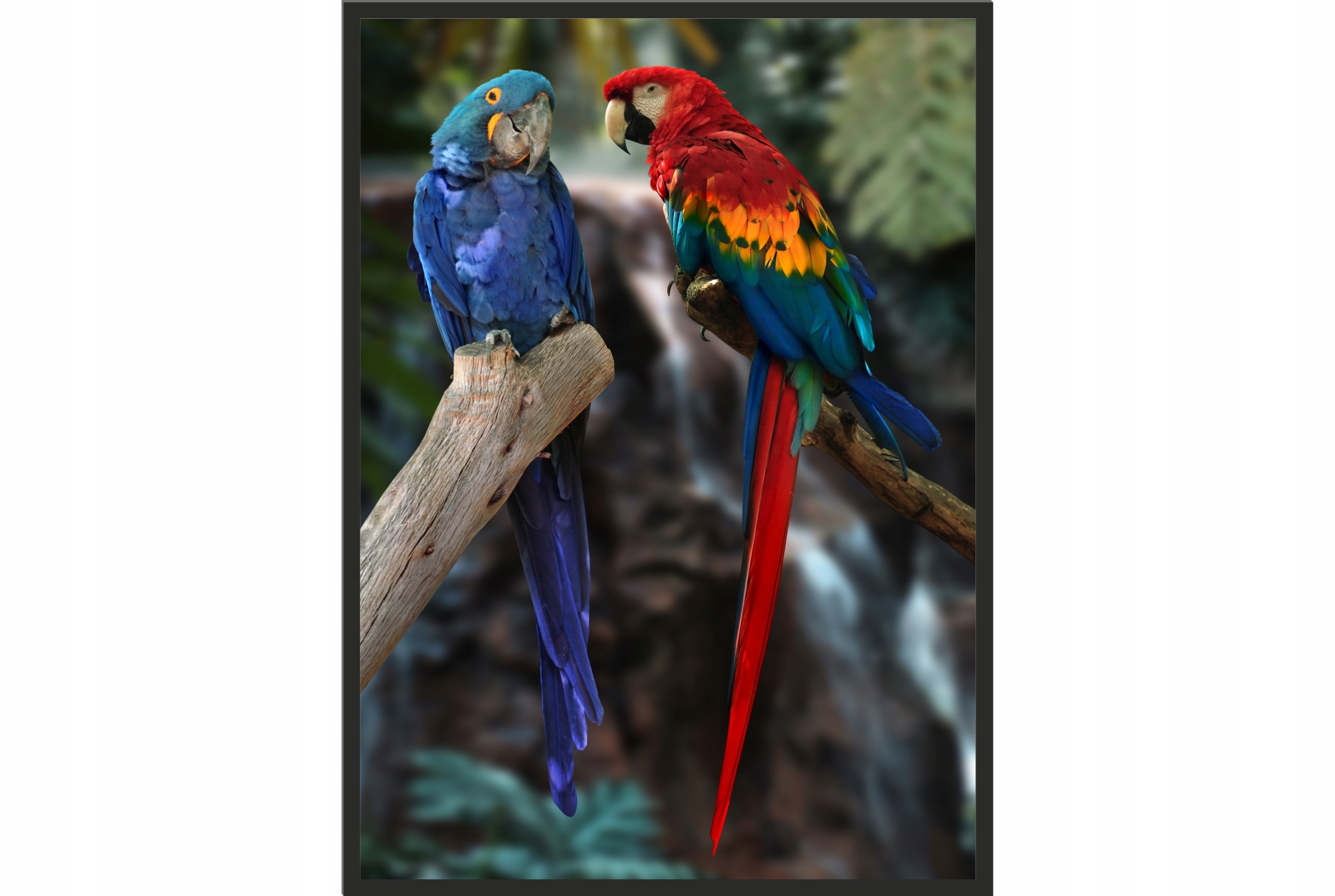 

Obraz plakat 40x30 papuga ara papugi egzotyka