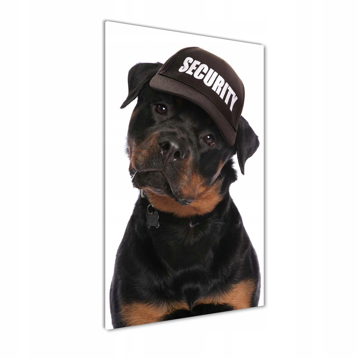

Foto obraz na szkle Rottweiler w czapce 50x100 cm