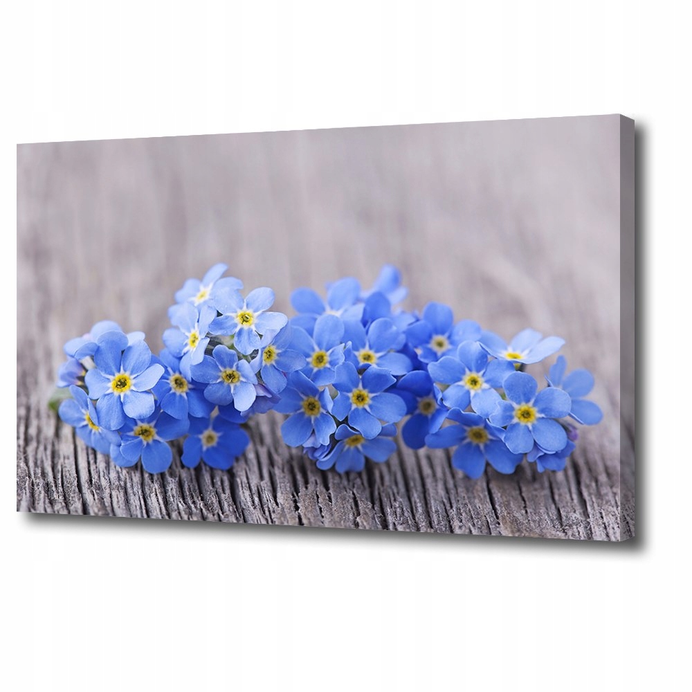 

Foto obraz nowoczesny Niezapominajki 60x40