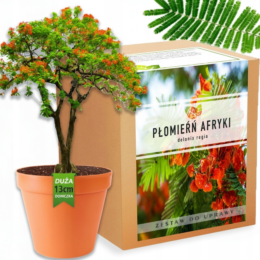 Пламя африканские семена набор для выращивания DELONIX REGIA бонсай