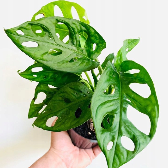 Monstera MONKEY MASK Adansonii Roślina LIŚCIE Z DZIURAMI Zdrowa Sadzonka
