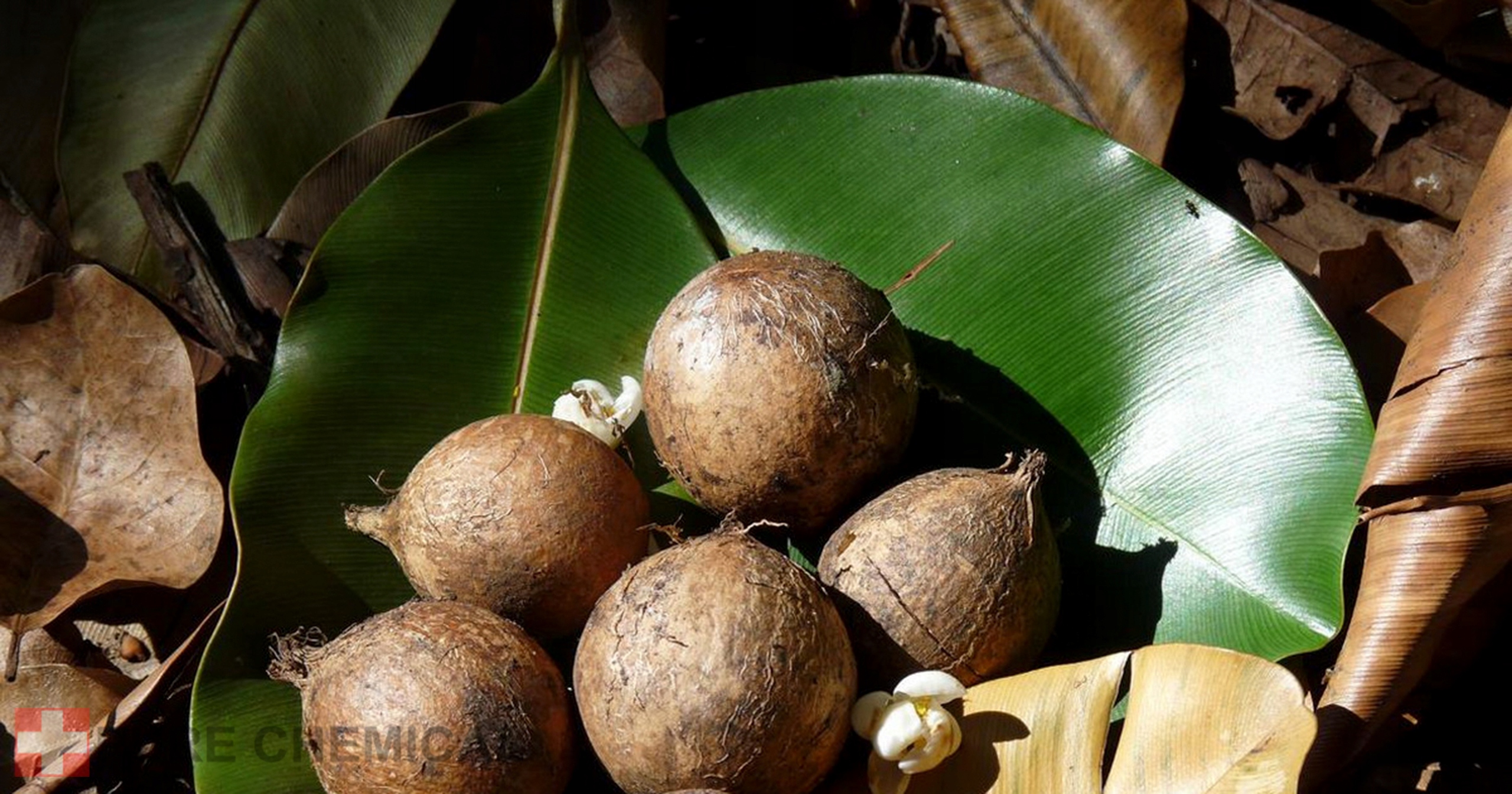 OLEJEK TAMANU NIERAFINOWANY TŁOCZONY NA ZIMNO 100ml Marka inna marka