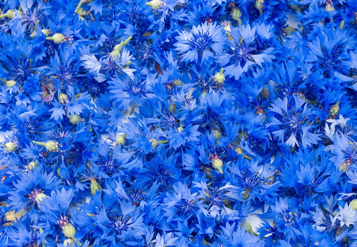 

Fototapeta Flizelinowa Chabry Niebieski 152x104