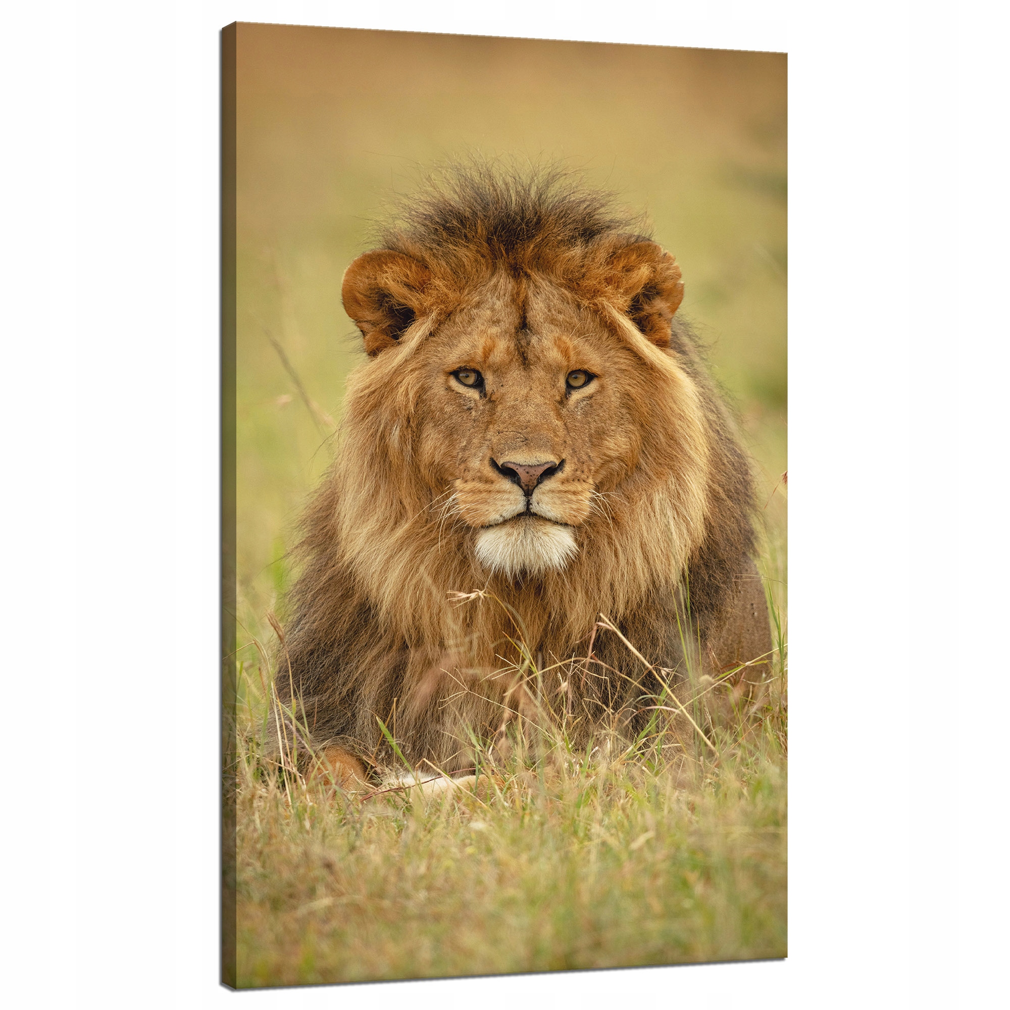 Obraz na plátně Lev na trávě Zvíře Příroda 70x120 cm Ideální jako dárek