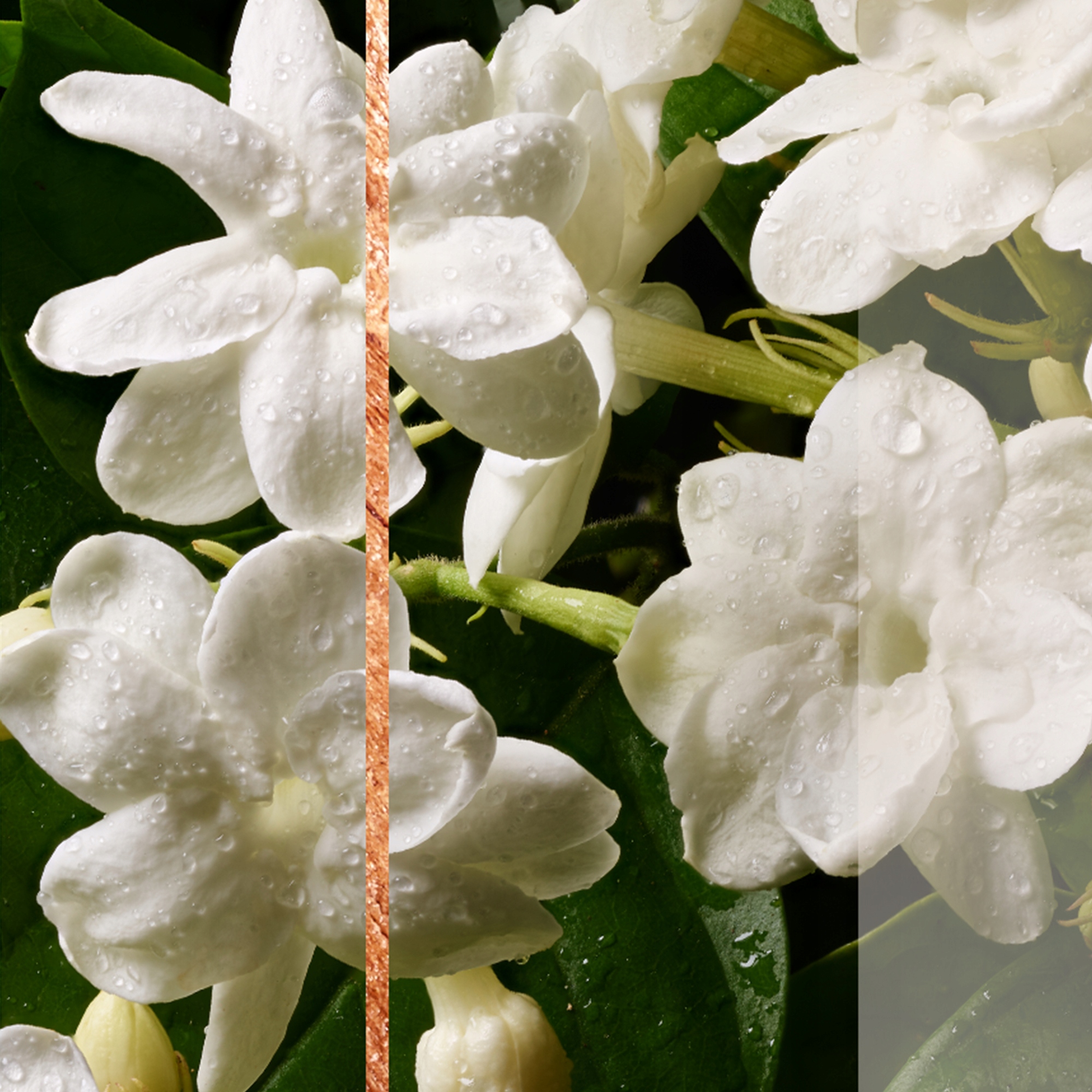 GLADE 3X269ML ZAPAS DO ODŚWIEŻACZA POWIETRZA DRZEWO SANDAŁOWE I JAŚMIN Zapach Jasmine Sensual sandalwood