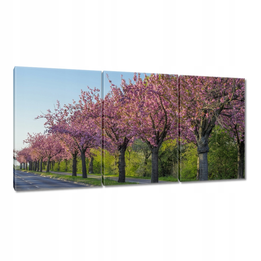 

Obrazy 240x120 Drzewo Drzewa Widok
