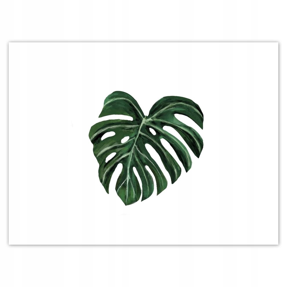 

Plakat 40x30 Monstera deliciosa Liść