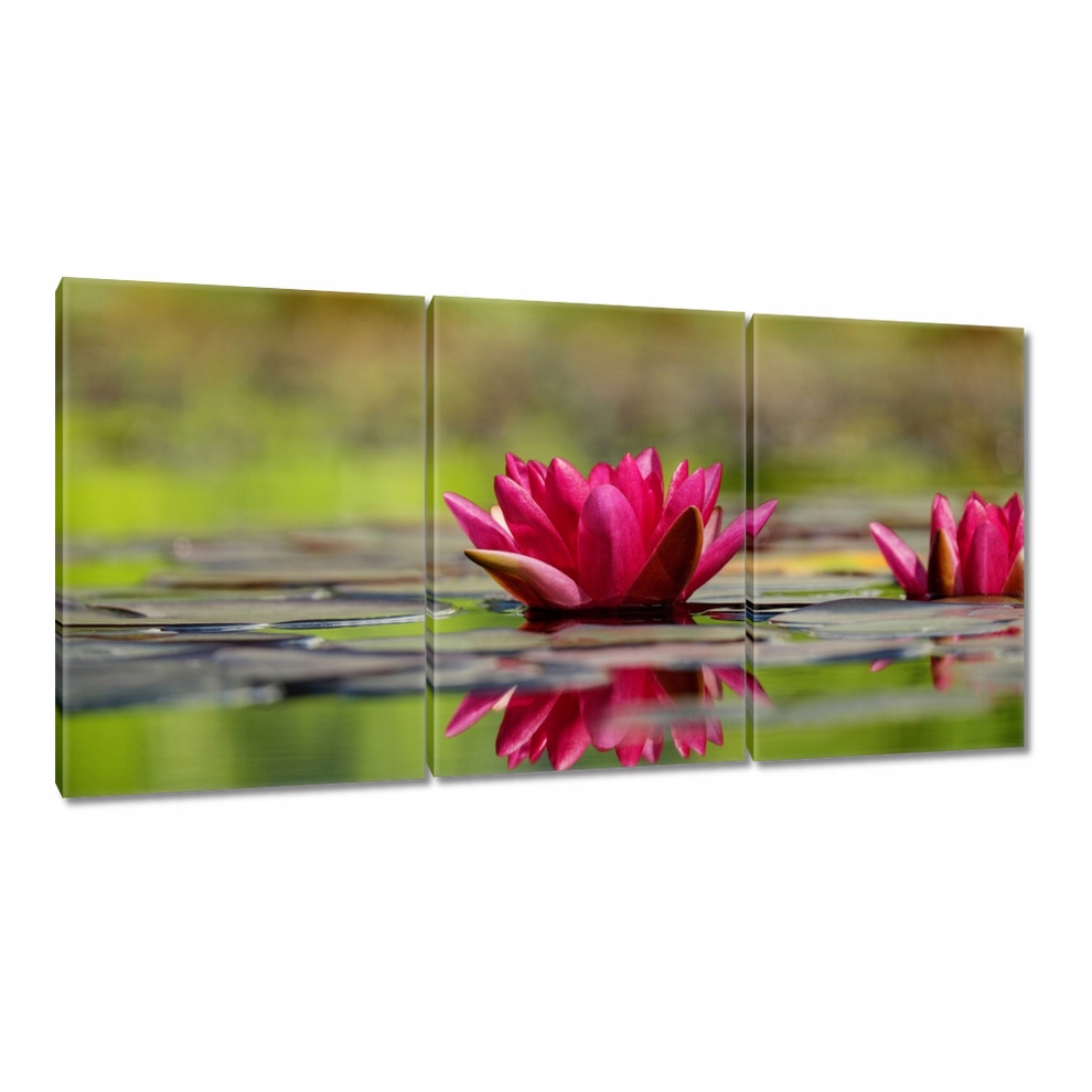 

Obrazy 120x60 Lilia wodna