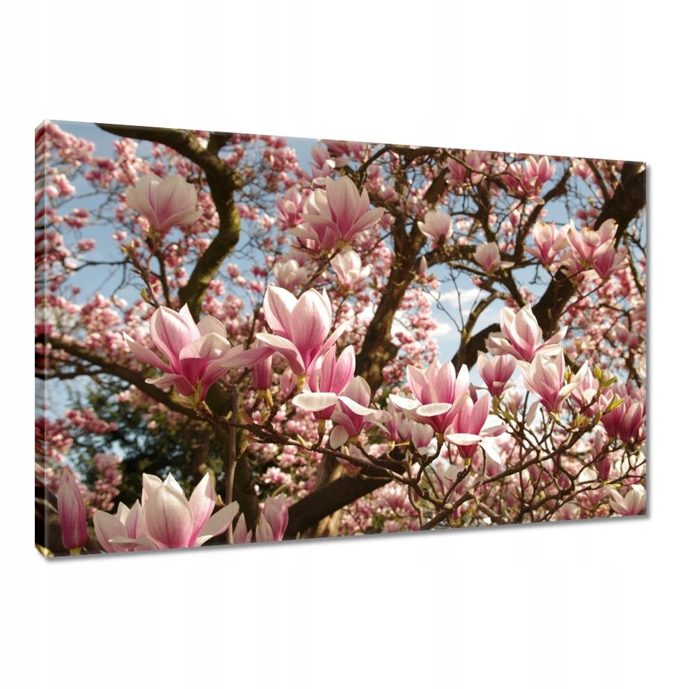 

Obrazy 90x60 Magnolie Kwiaty Błękit