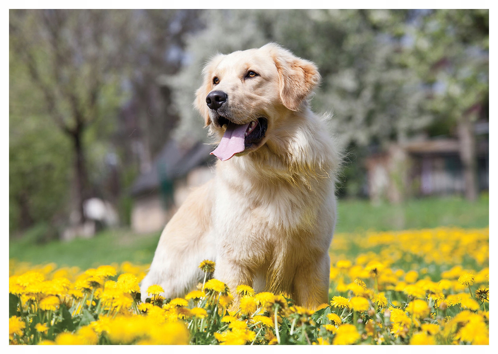 Fototapeta Zlatý retrívr Slunce květiny radost na louce 300x210 lepidlo