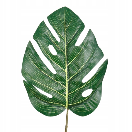 

Liść Filodendron liście bukietu stroika philo 45cm