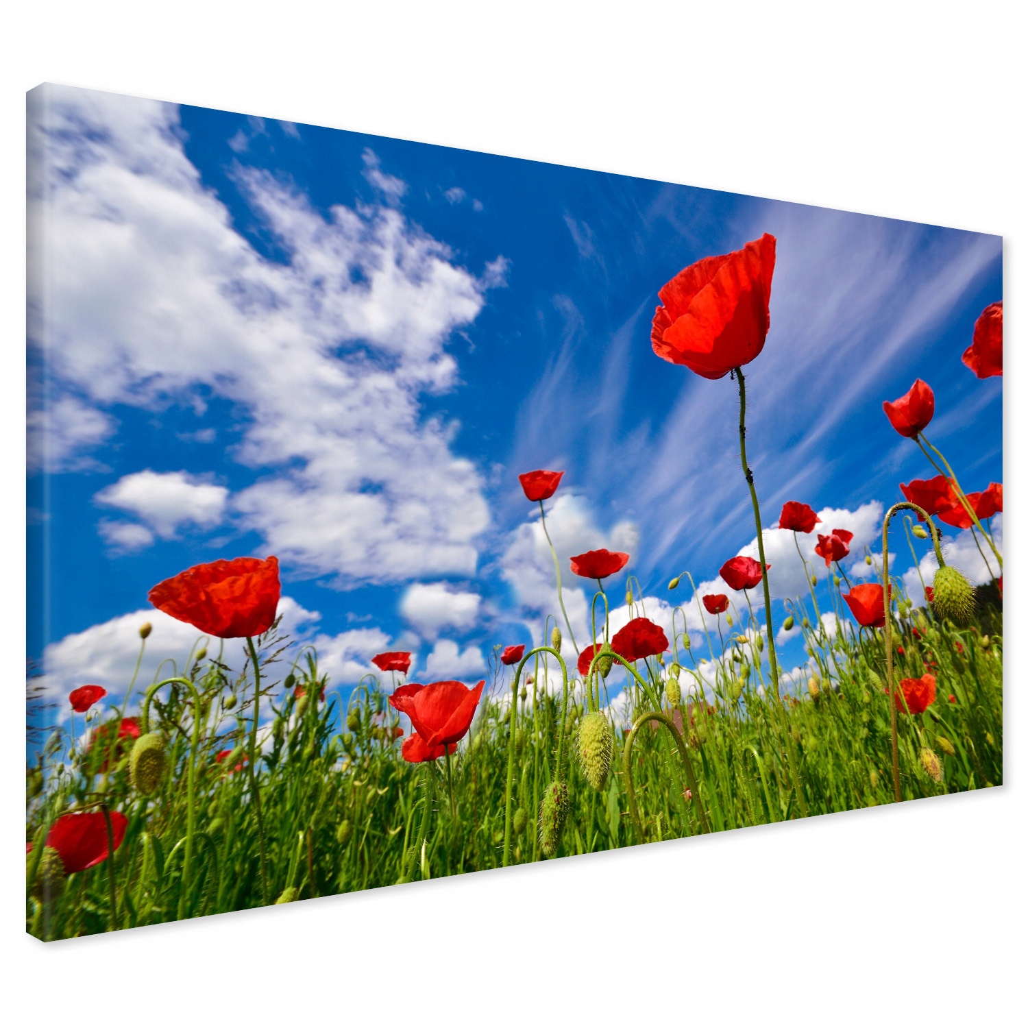 

Obraz na płótnie mak maki łąka 70x50