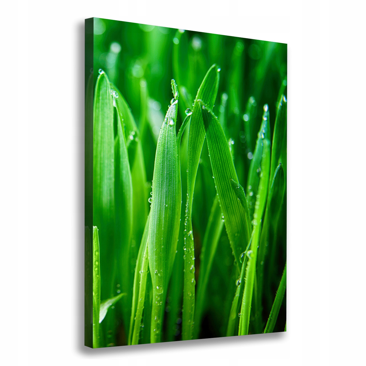 

Foto obraz canvas do salonu Źdźbła trawy 70x100
