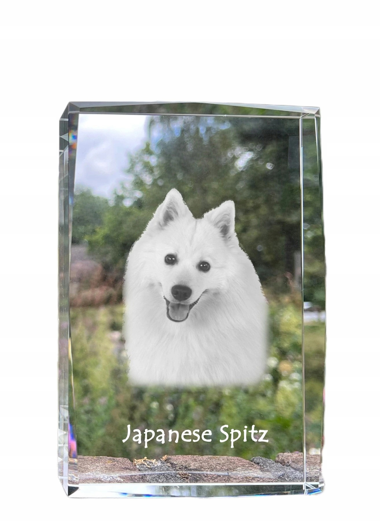 Japonský špic, fotografia psa v kryštáli, suvenír, trofej, poďakovanie