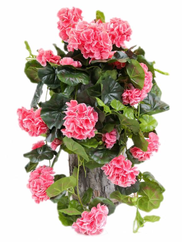 

Pelargonia Sztuczna Zwis Koralróż 2691.24 Doniczka