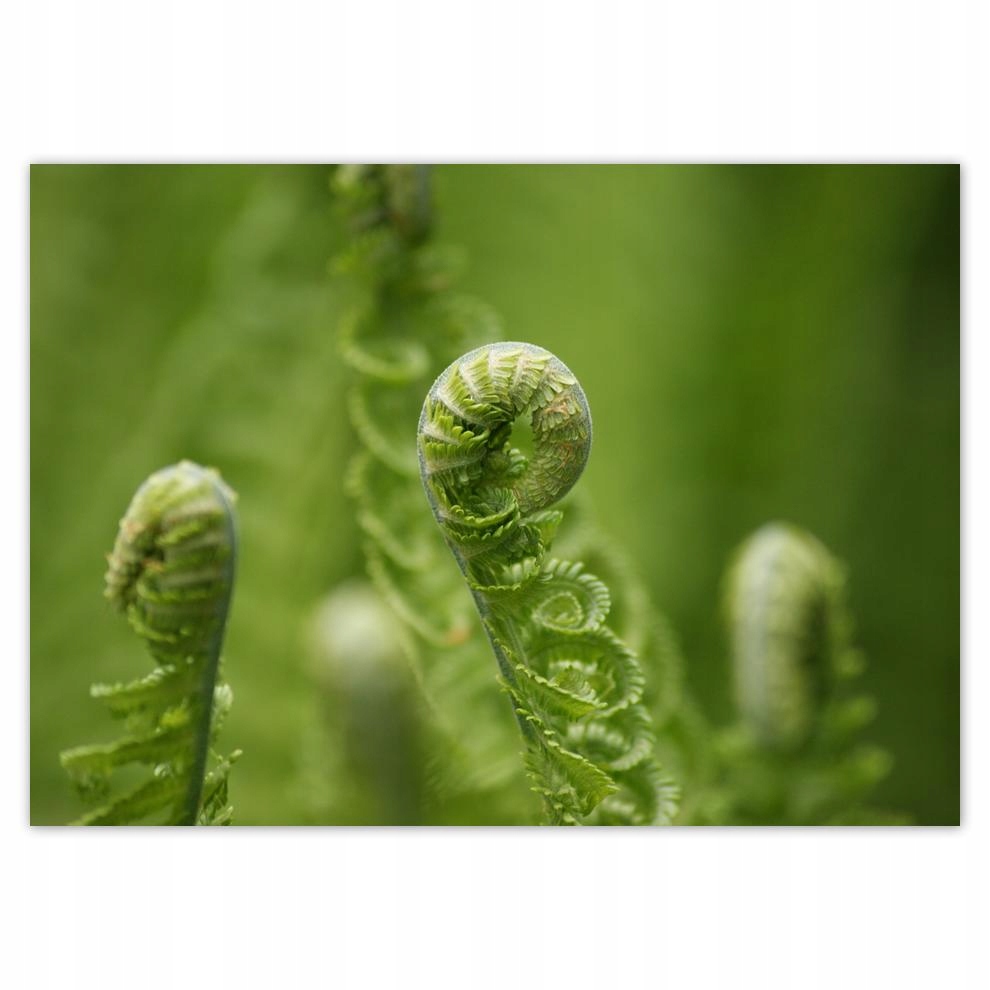 

Naklejki 70x50 Paprotki Las Zieleń Liść