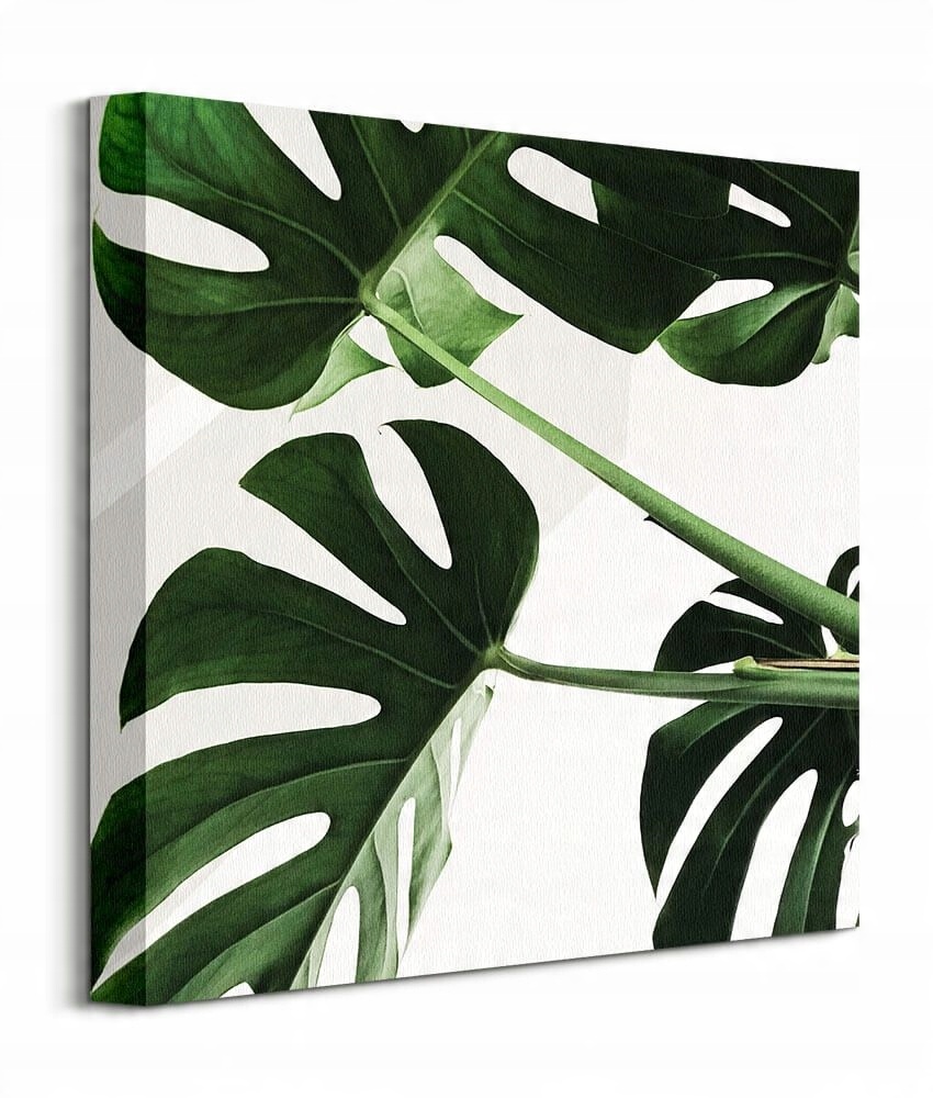 

Liście Kwiat Monstera obraz na płótnie 40x40 cm