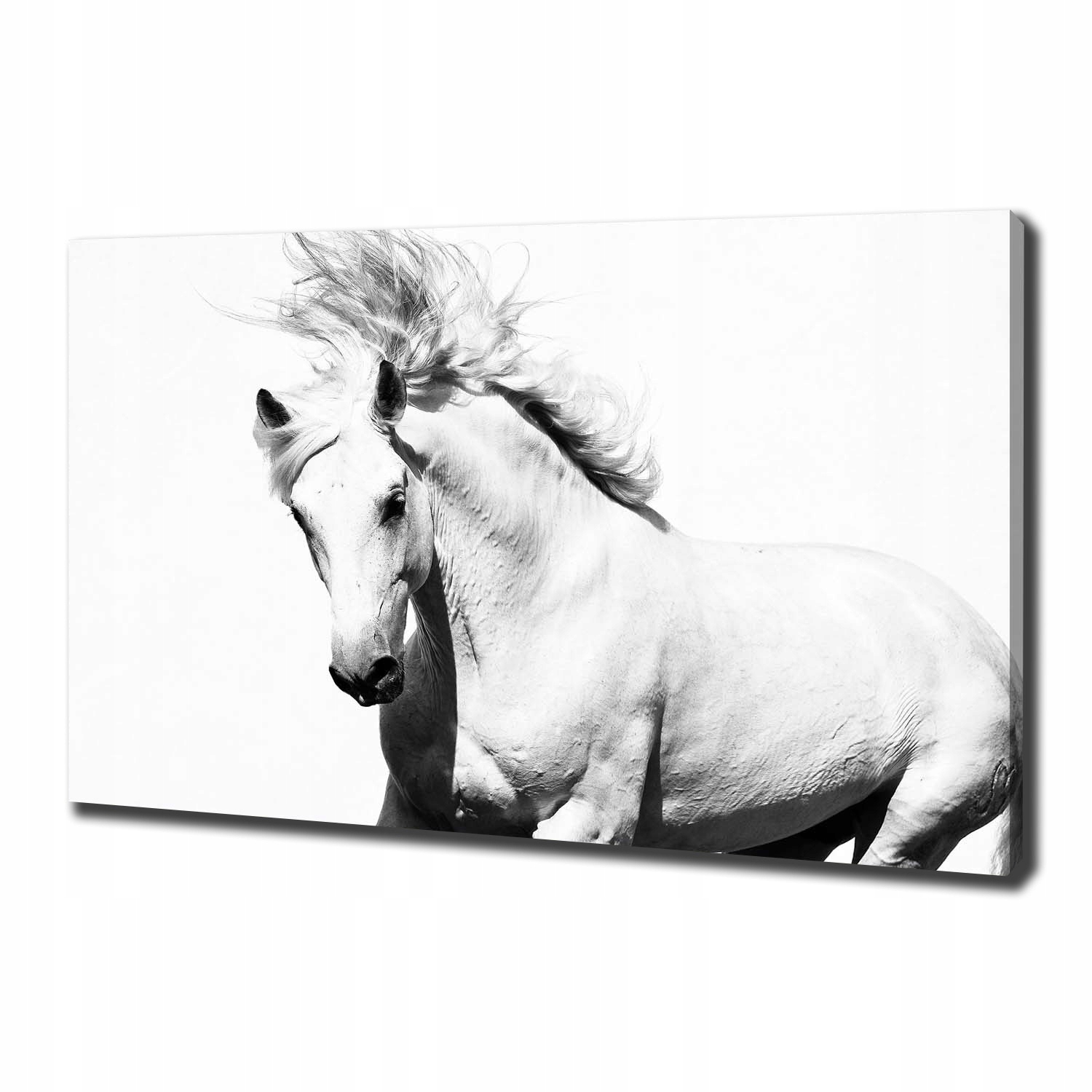 

Foto obraz canvas na ścianę Biały koń 100x70 cm