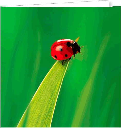 

Kartka okolicznościowa z Biedronką bez tekstu FF83