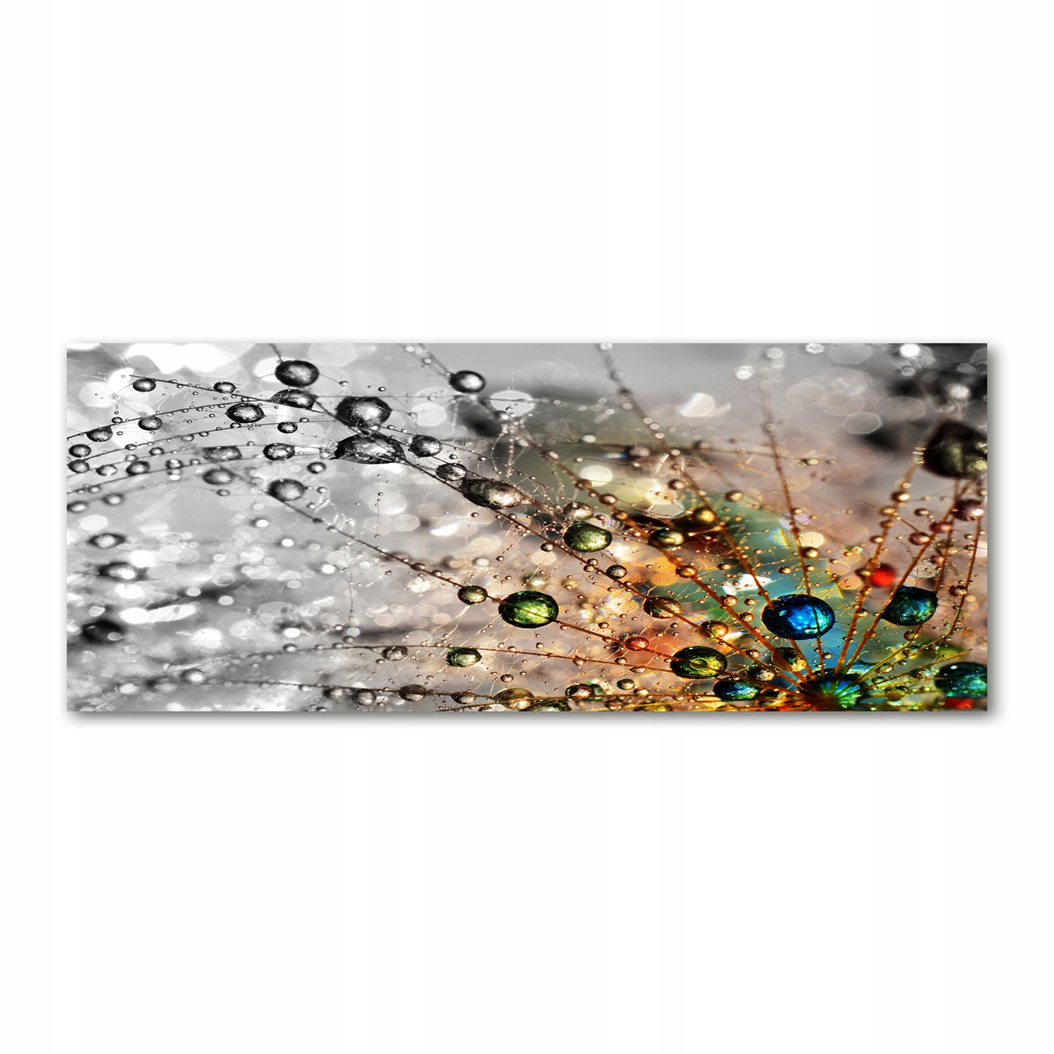 

Foto obraz szkło akryl Nasiona dmuchawca 125x50 cm