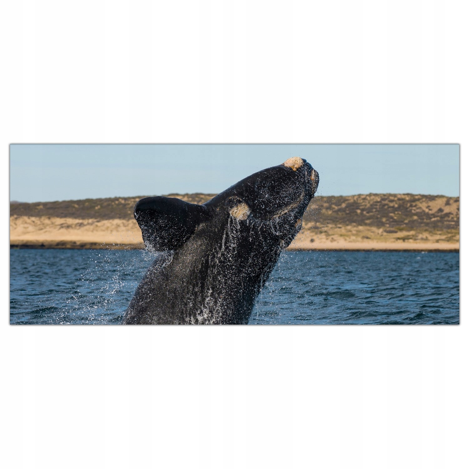 

Obraz na szkle Foto Wieloryb Ocean Natura 125x50