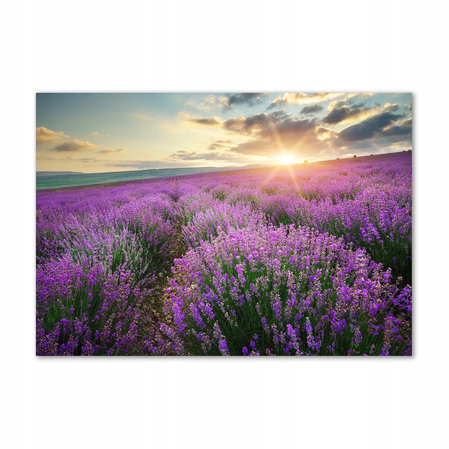 

Foto obraz szkło akrylowy Pole lawendy 100x70 cm