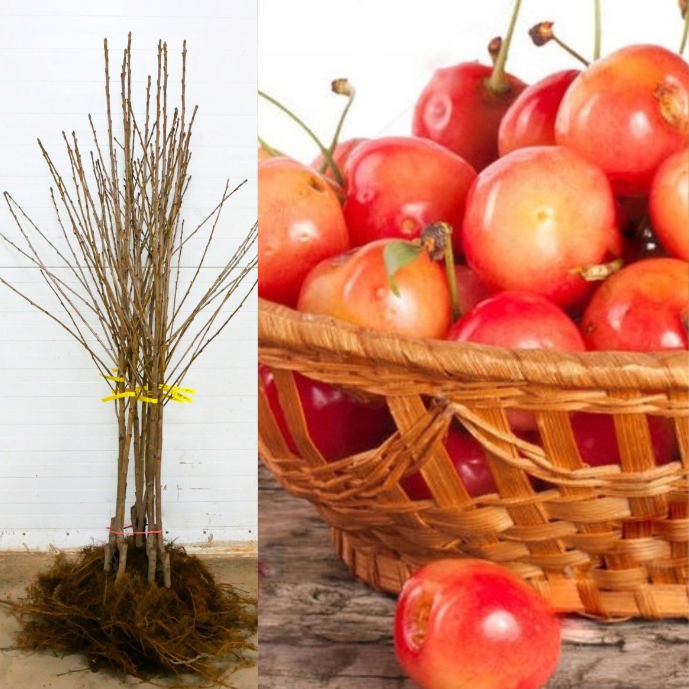 Czereśnia karłowa Kunzego