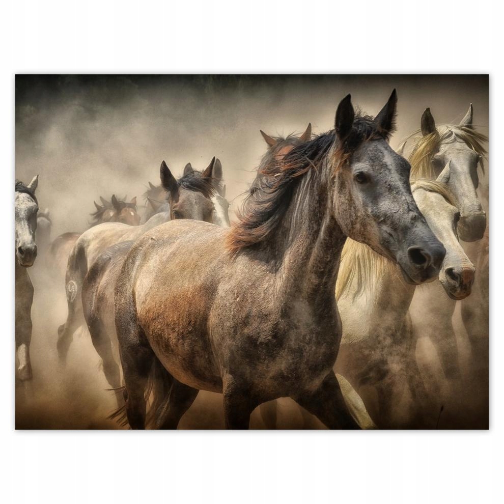 

Plakat 40x30 Dzikie Konie Koniki Galop