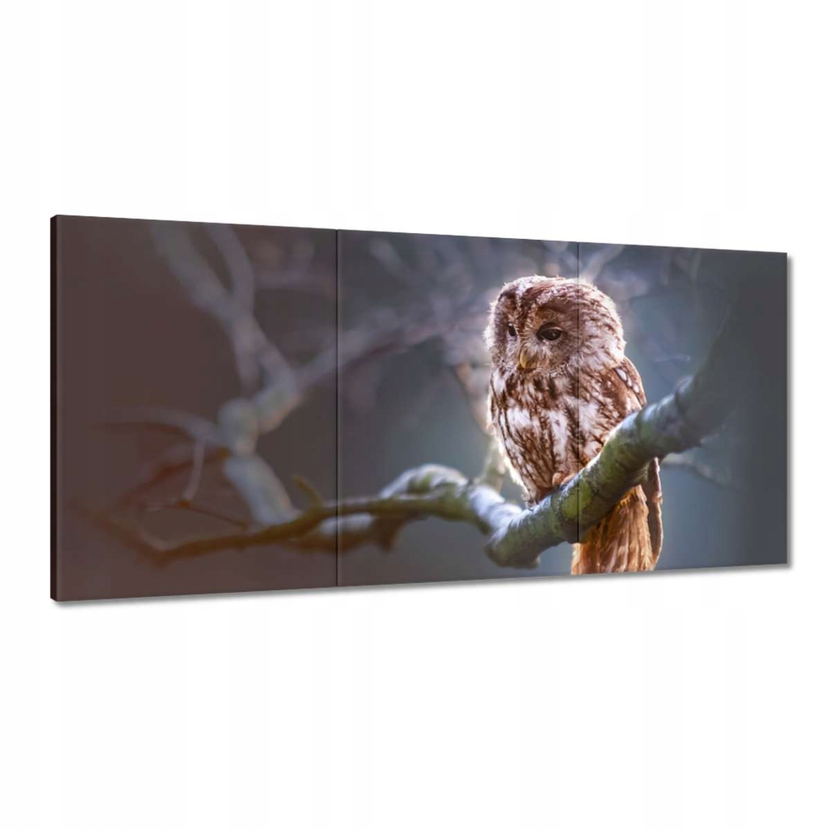 Obrazy 180x90 Sova na vetve Predátor