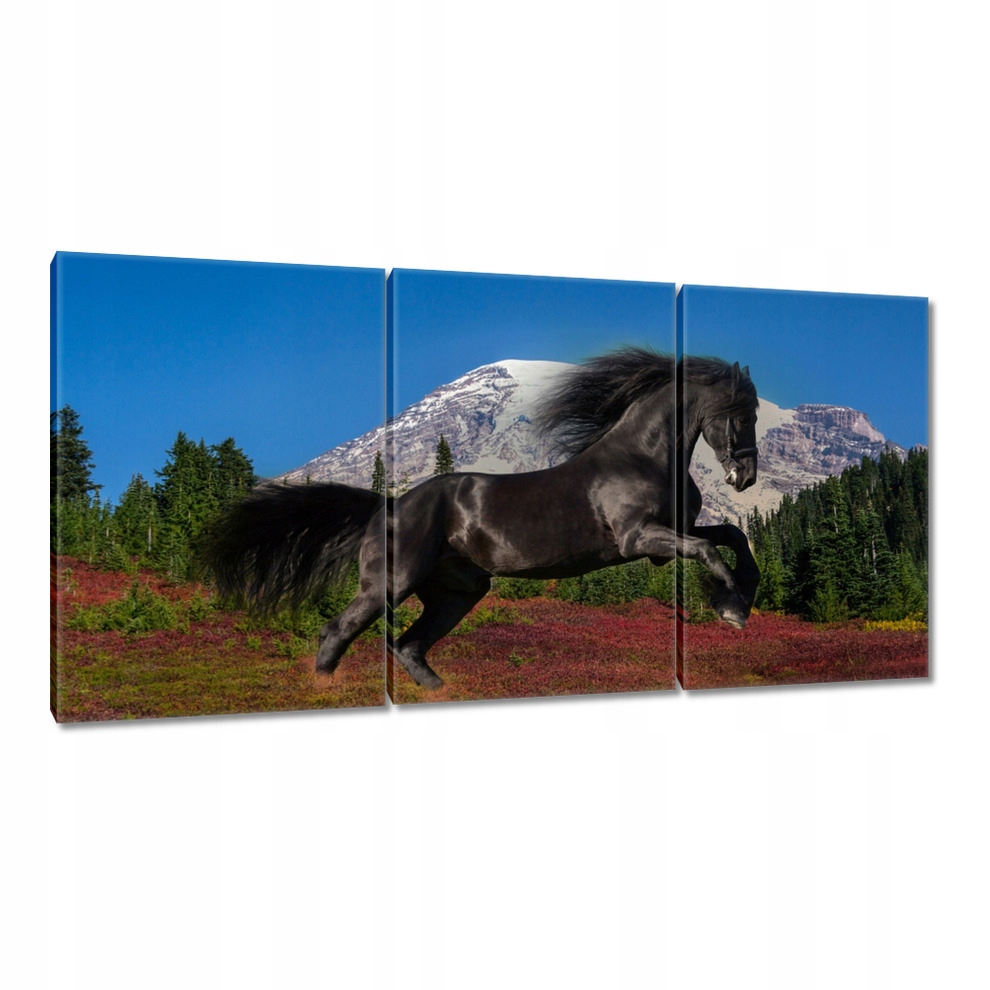 

Obrazy 120x60 Ogier fryzyjski Koń Konie