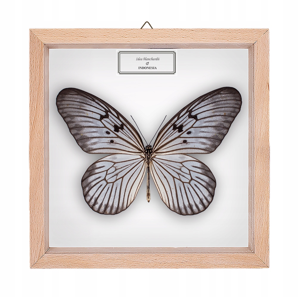 Motyl w gablotce Idea blanchardii