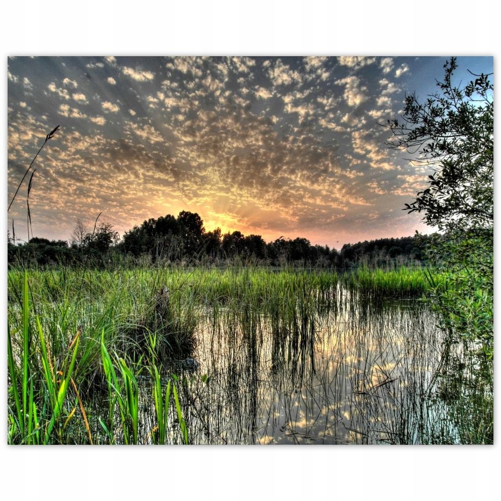 

Plakat 50x40 Mokradło