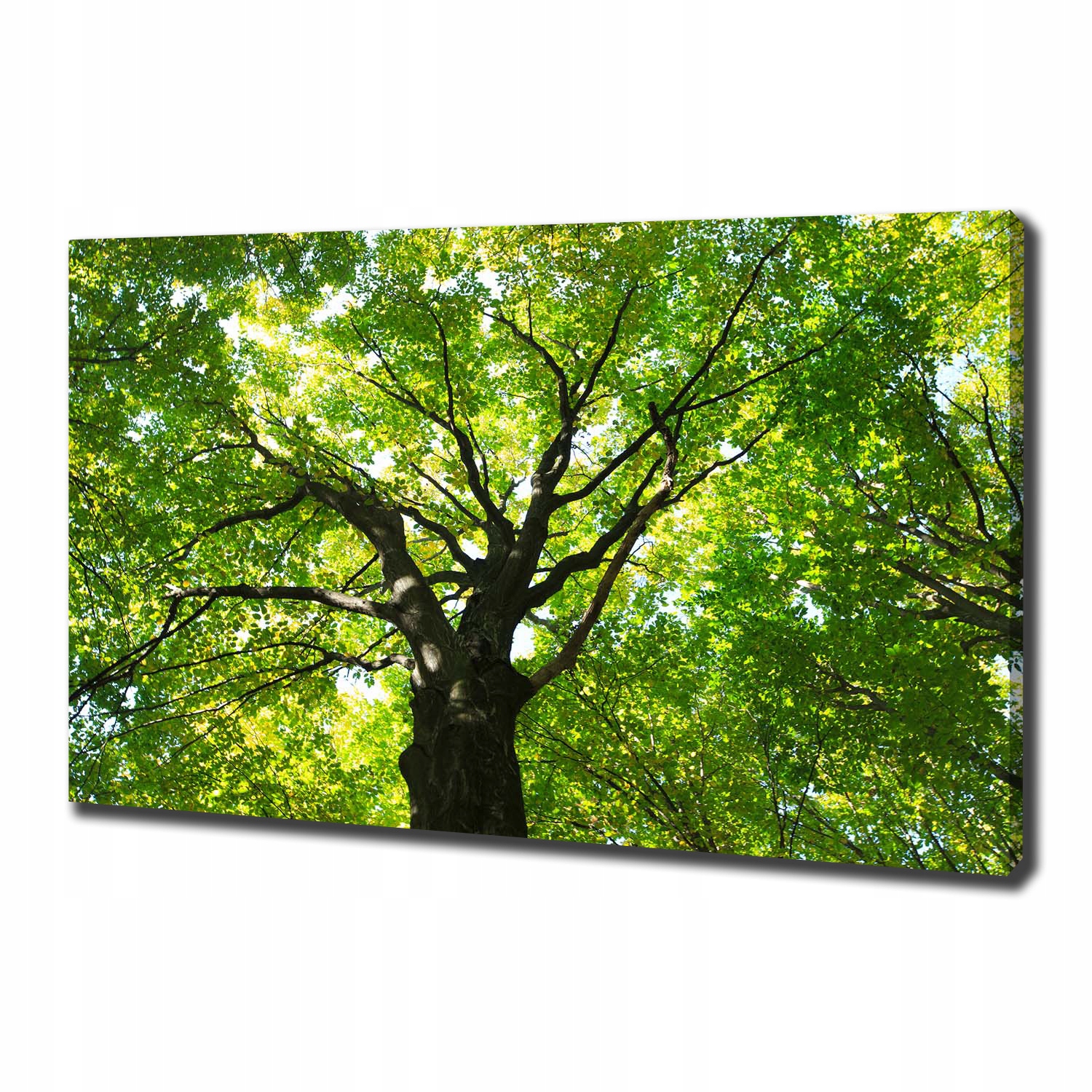 

Foto obraz canvas na ścianę Zielony las 100x70 cm