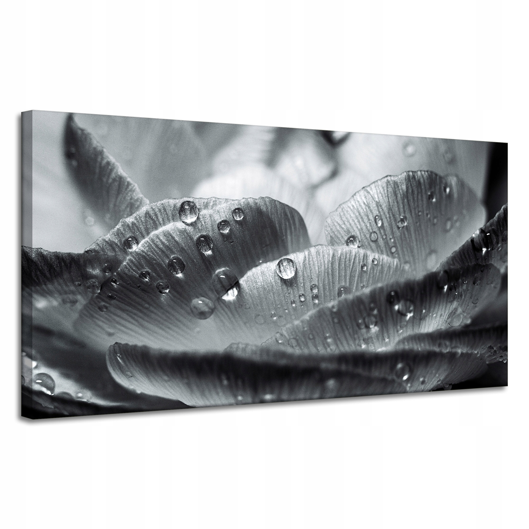 Obraz na plátně Botanika Květina Kapky rosy 120x60